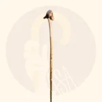 عصای سپیدار کد SA0042 - Image 6